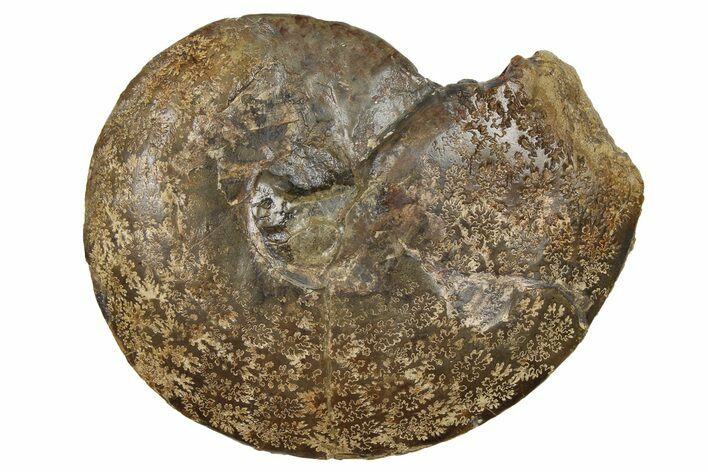 Fossil Ammonite (Placenticeras) - South Dakota #262690